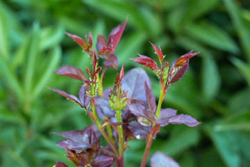 aphids sitting on the buds of roses