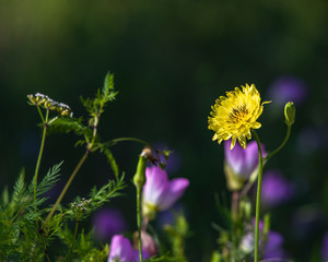 Wild flowers at Brazos Bend State Park!