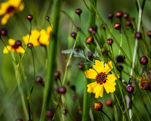 Wild flowers growing near Clear Creek in Pearland!