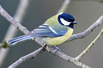 Great Tit (Parus major), perched in a tree, Quantock Hills, Somerset, England, UK.