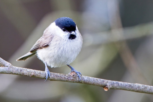 Marsh Tit (Parus palustris), perched in a tree, Quantock Hills, Somerset, England, UK.
