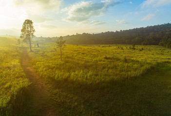 Morning grass in the forest, Khao Yai National Park