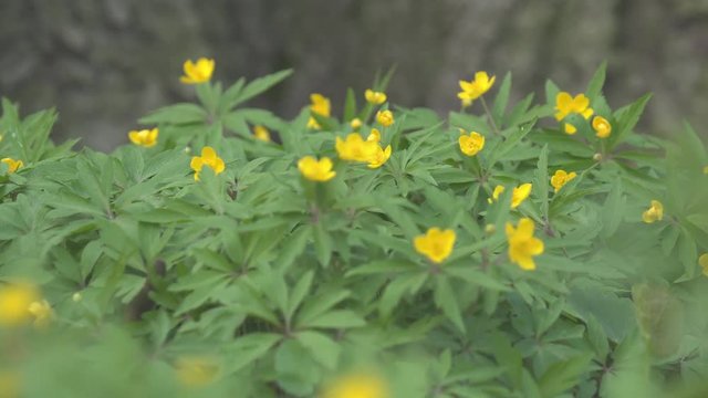 Very beautiful Yellow wood anemone (Anemone ranunculoides) bloom in the deciduous forest. Spring primrose