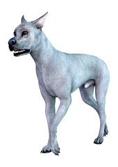3D Rendering Blue Grat Dane Dog on White