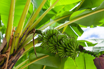 Banana (Musa acuminata) tree, Sumatra, Indonesia