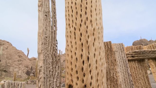 Extreme close-up low angle tilting shot of a local fence made from dried chola cactus planks, Altiplano, Bolivia