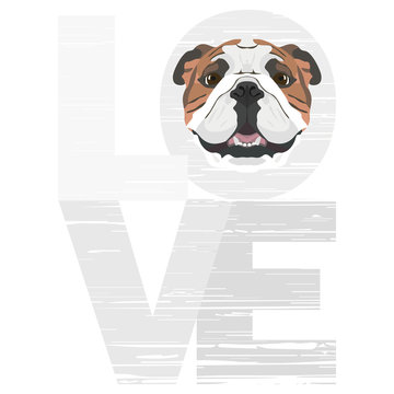 Englische Bulldogge Images – Browse 604 Stock Photos, Vectors, and ..., حجم الصورة 360x360