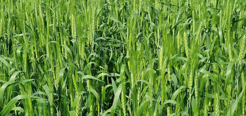 Green ears of wheat close up