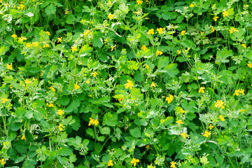 blooming medical celandine herbs.Chelidonium.healthy lifestyle concept..