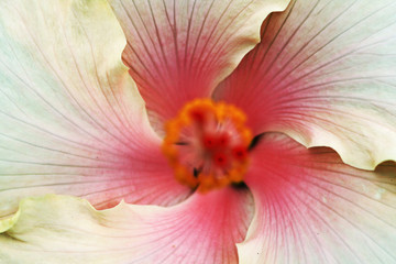 Hibiscus © Stephan von Mikusch