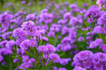 Obraz premium Small purple flower background. Nature concept.