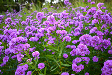 Fototapeta premium Small purple flowers in the garden. Nature concept.