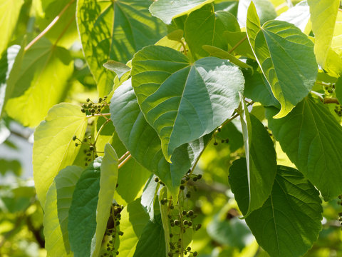 Idesia polycarpa, un arbre décoratif couvert de panicules florales immatures et pendantes entre de grandes feuilles cordiformes vert foncé 