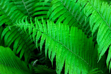 Green fern leaves natural background