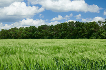 Fototapeta premium Green wheaten sprouts in the field and cloudy sky. Bright spring landscape.