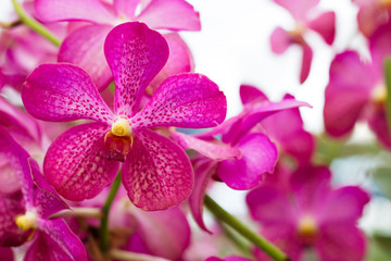 Obraz premium Beautiful orchid flower, Violet orchids. Orchid in tropical garden. Orchid in nature.
