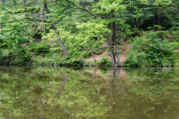 Flowers purifying natural lake water