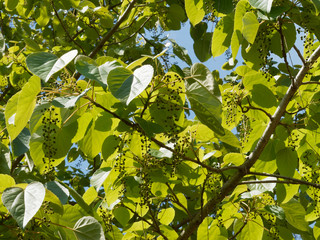 Idesia polycarpa, un arbre décoratif couvert de panicules florales immatures et pendantes entre de...