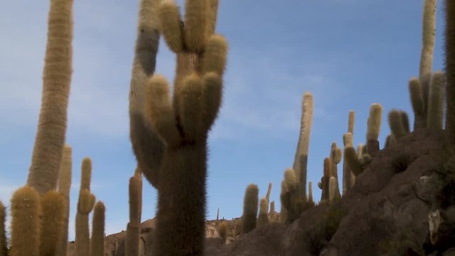 Medium low-angle tilting shot of a towering chola cactus  plant with a person behind it, Cactus Island, Bolivia
