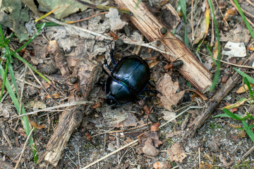 Macro Aufnahme von Waldameisen (formica) welche einen toten Waldmistkäfer (Anoplotrupes stercorosus) transportieren