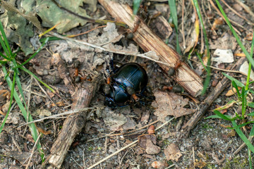 Macro Aufnahme von Waldameisen (formica) welche einen toten Waldmistkäfer (Anoplotrupes stercorosus) transportieren