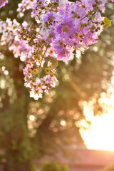 Bright and Beautiful Flowers in spring