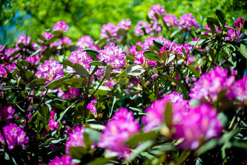 Obraz premium Violet rhododendron blooms against the background of green grass 