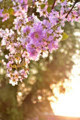 Bright and Beautiful Flowers in spring