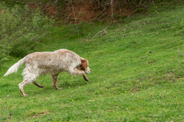 Naklejka na ściany i meble English setter dog sniffs the tracks outdoor. Hunting concept, space for text