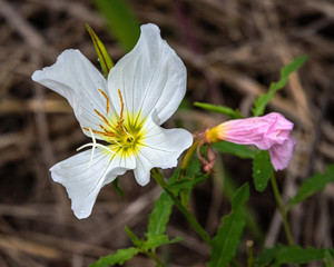 Fototapeta premium Pale Evening Primrose along the nature trail in Pearland!