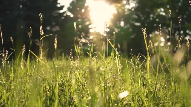 beautiful green grass in the forest at sunset