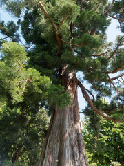 Fototapeta premium Unter einem Riesenmammutbaum oder Berg-Mammutbaum (Sequoiadendron giganteum)