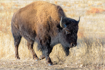 American Bison on the High Plains of Colorado