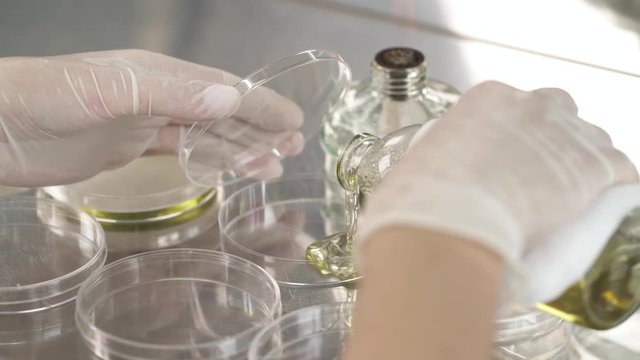 A close-up of laboratory scientist pouring special reagent agar into petri dishes in research lab. Microbial cultivation.
