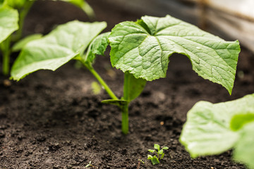 A young sprout of a new cucumber plant on the soil. plant growing.