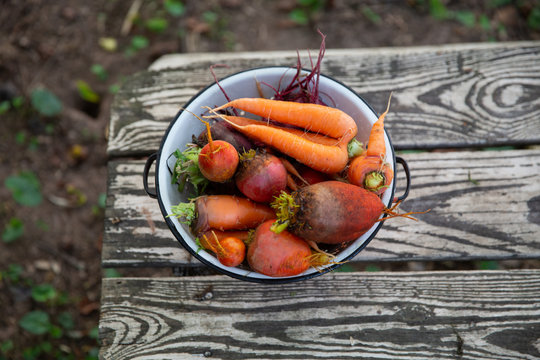 Root vegetables in enamelware colander 3