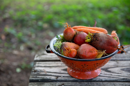 Root vegetables in enamelware colander 2