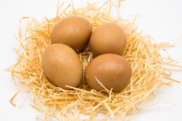 isolated egg with nest