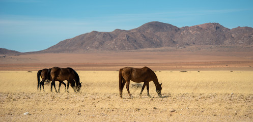 Wild horses, Namibia