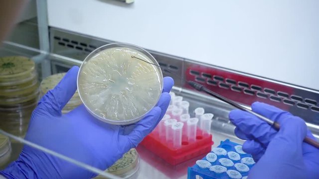 Close-up scientist takes bacteria from a petri dish using a microbiological loop and transfers bacteria into a test tube. The camera is watching from behind the scientist.