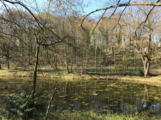 Reflet et plantes aquatique au petit étang du parc Parmentier à Woluwe-St-Pierre