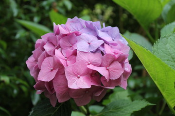 zweifarbige Hortensie