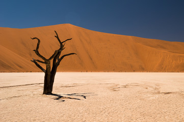 Deadvlei in Sossusvlei desert, Namibia