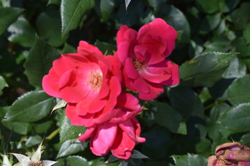 Pink Flower in Garden