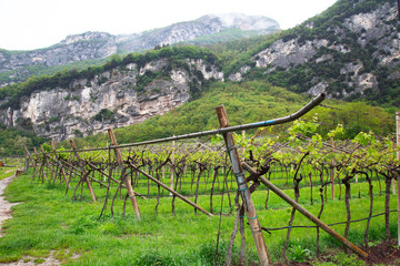 Vineyard in Italy