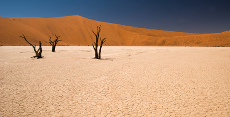 Deadvlei in Sossusvlei desert, Namibia