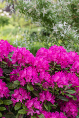 Obraz premium Blooming pink rhododendron bush in the garden.
