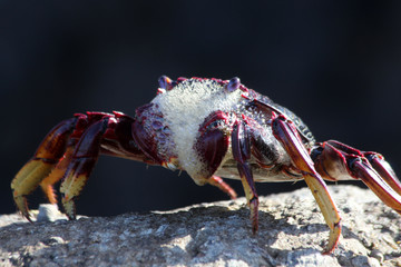 rote_Klippenkrabbe