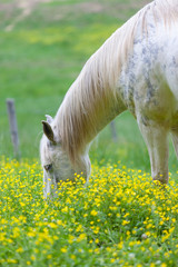 White horses grazing on a lush field covered with yellow flower field in Great smoky mountains national park,Tennessee USA.