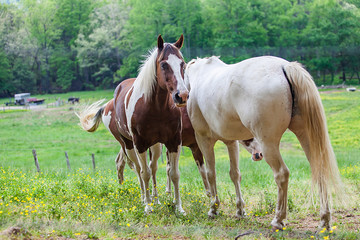 Horse herd stand on the meadow with yellow flower field in Great smoky mountains national park,Tennessee USA.